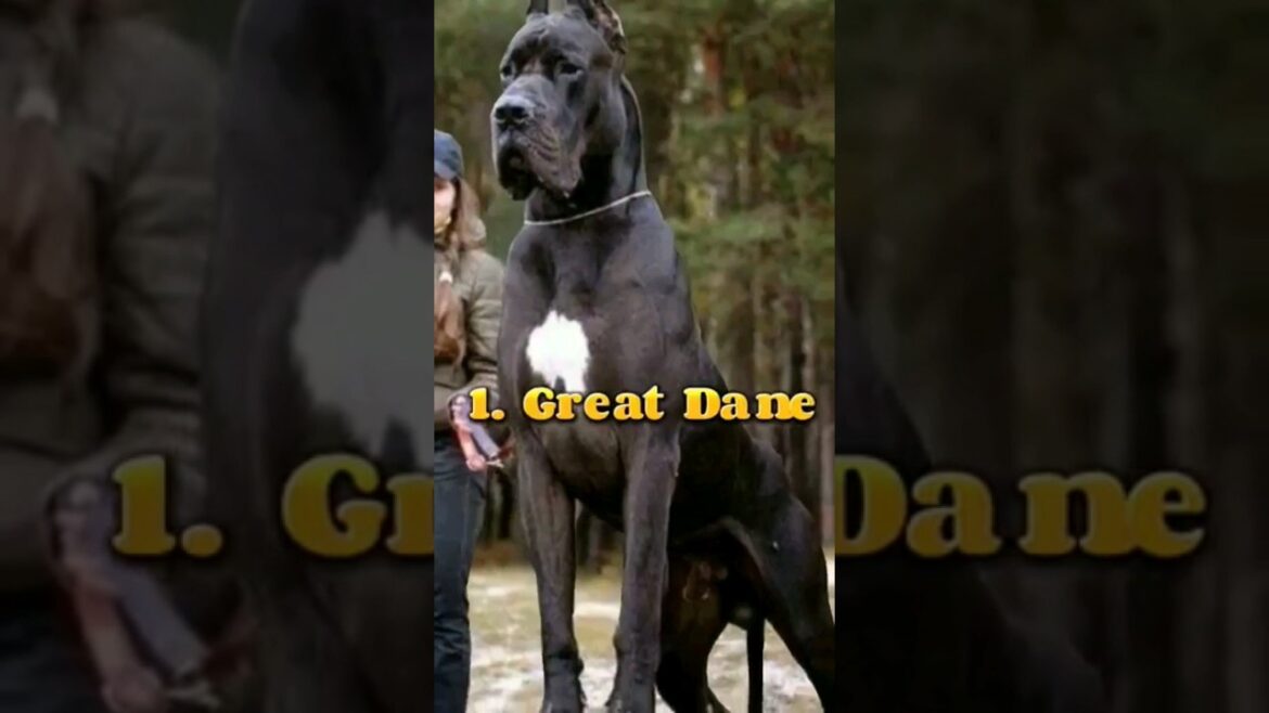 Top 10 biggest dog breeds in the world