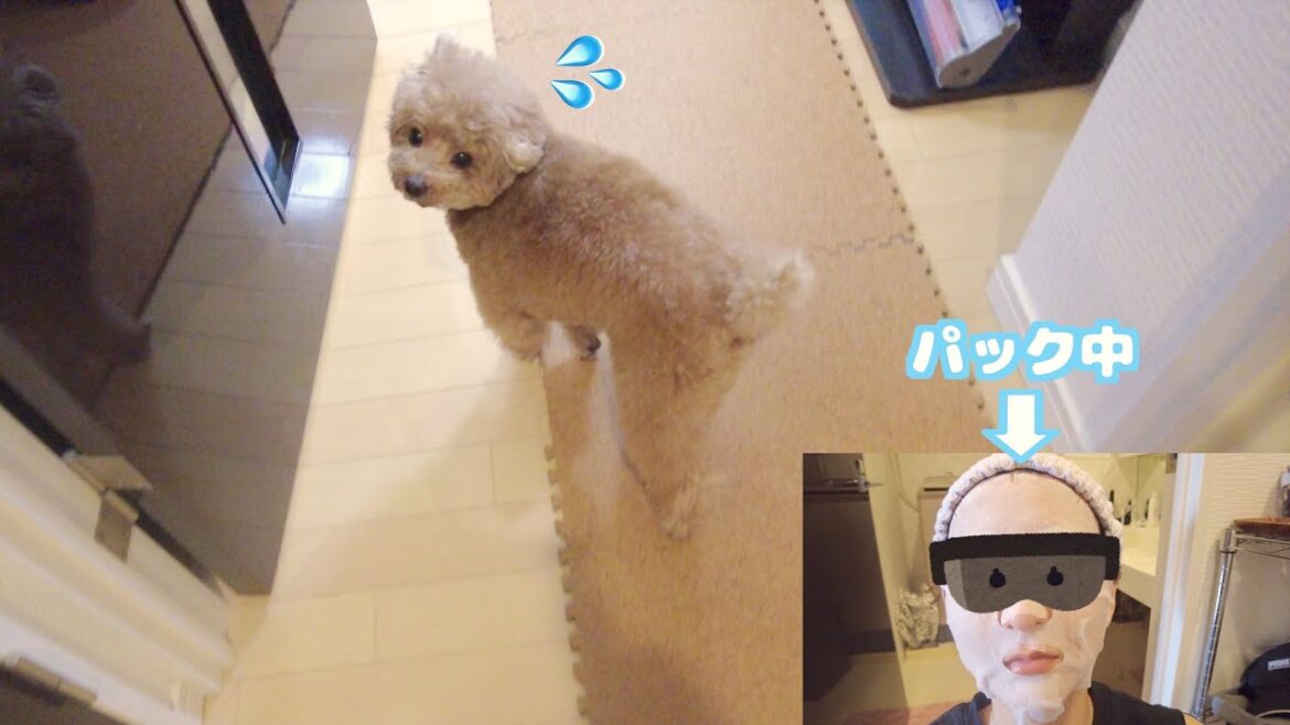 パック姿のママを見た兄犬に距離を取られてまいました…汗