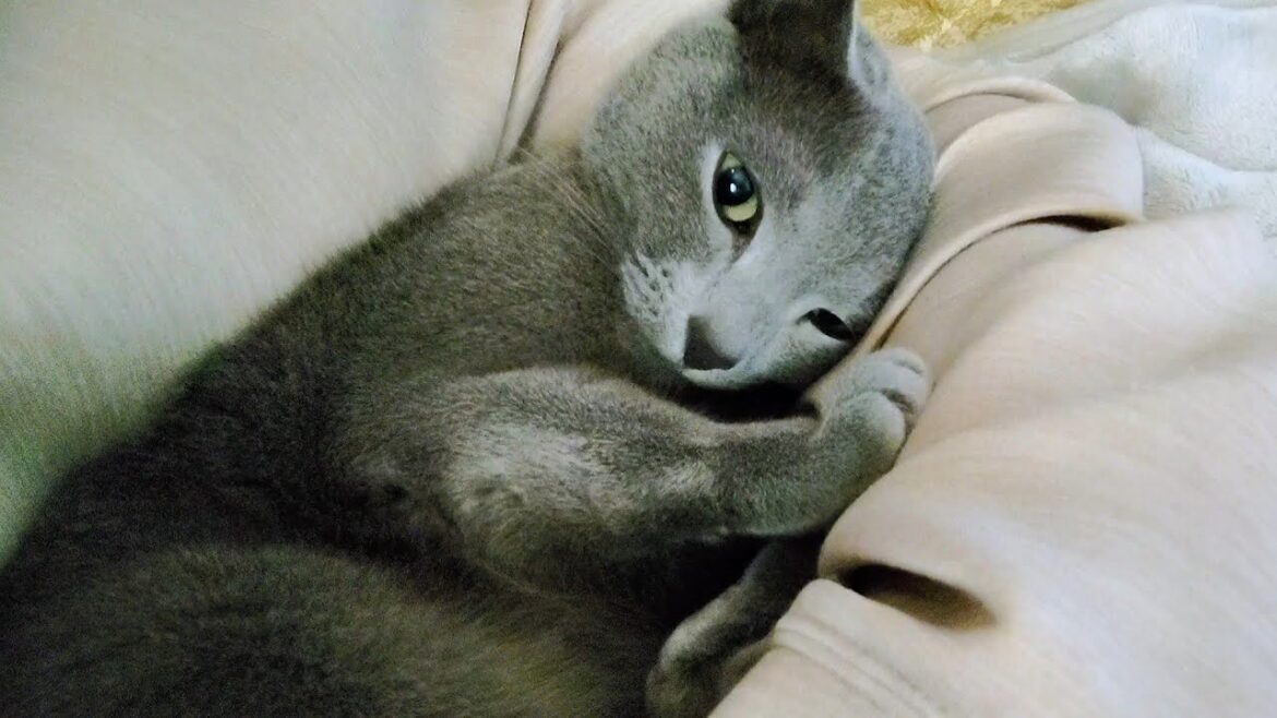【猫動画】飼い主達の左側がお気に入りの寝床なロシアンブルー【russianbule】Russian Blue who likes the left side of owners