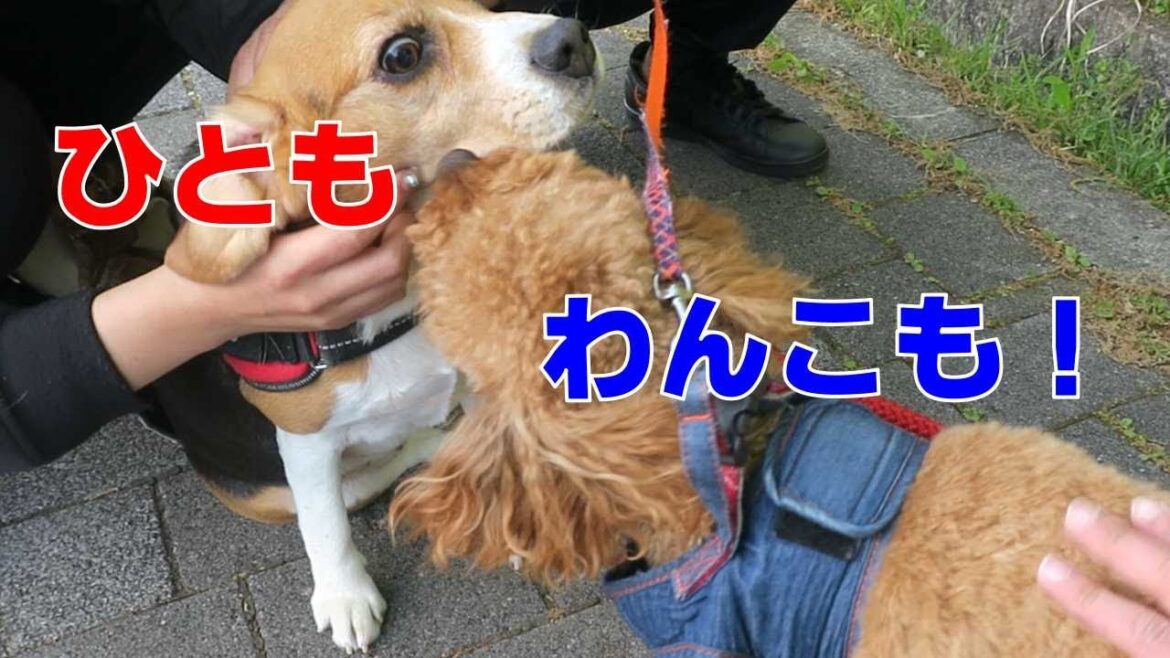 おたのしみ 【おてんばビーグルふくちゃん】その236