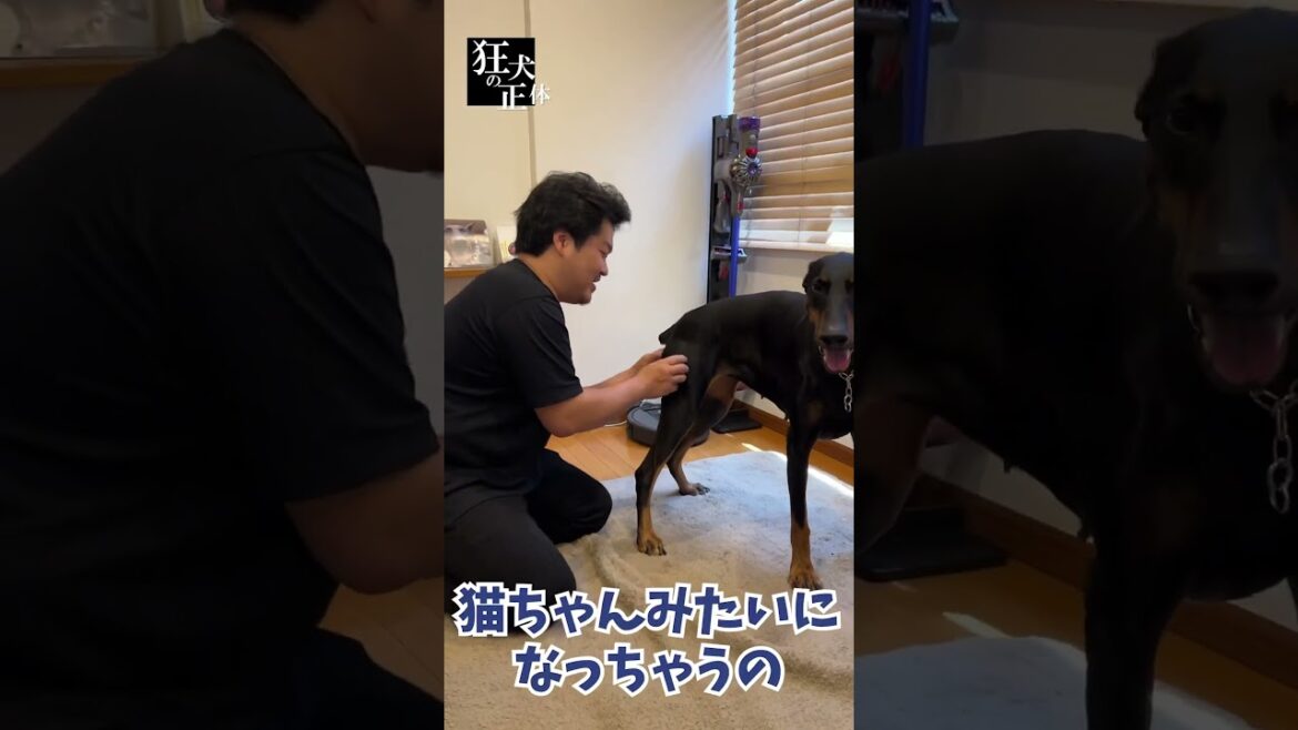 お尻を触ると興奮するドーベルマン