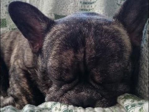 Frebull vs Brussels Griffon “It’s mine” Frebull vs Brussels Griffon "It's mine"