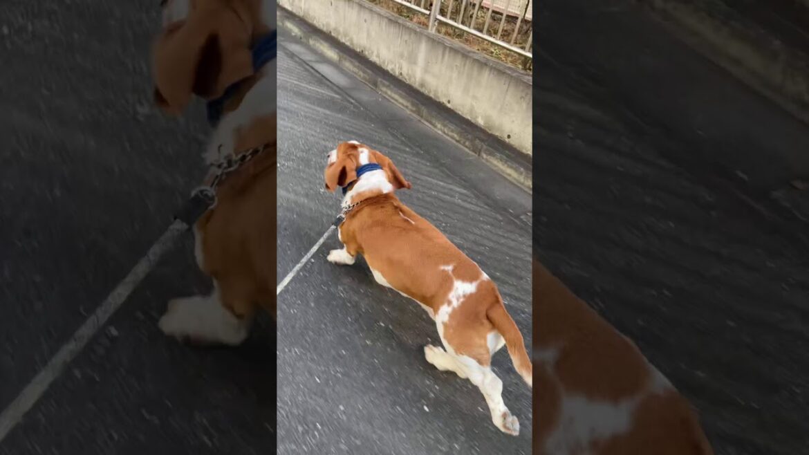 めちゃ早いw走る愛犬バセットハウンドれもん#Shorts【短い動画】 めちゃ早いw走る愛犬バセットハウンドれもん#Shorts【短い動画】