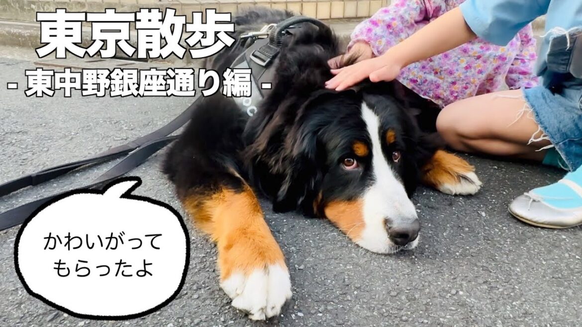 バーニーズマウンテンドッグと歩く東京の街 東中野銀座通り編