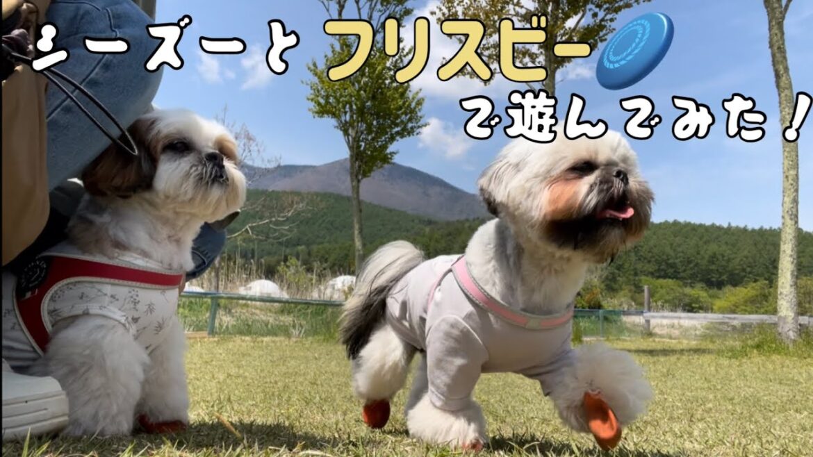 [シーズー多頭飼い]トリミング/初めてフリスビーで遊んだらめっちゃ楽しそうだった！