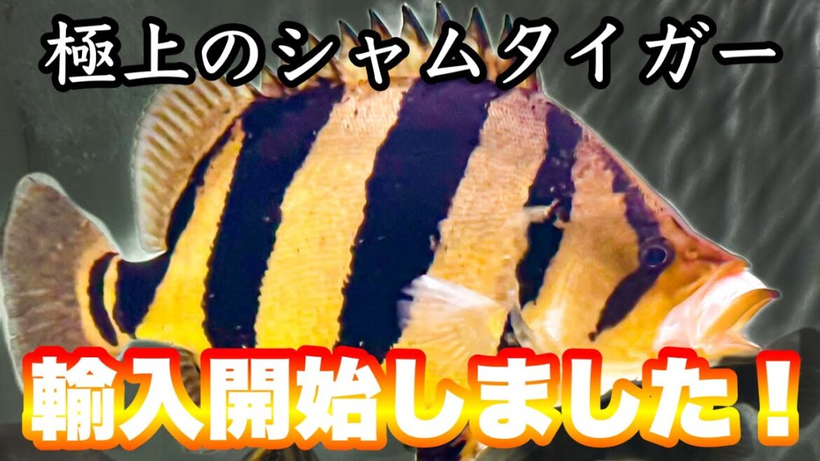 【超希少！】極上シャムタイガー入荷情報！本ダトって知ってる？　熱帯魚　アクアリウム