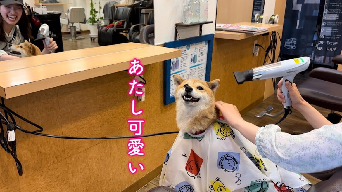 初めての美容室が楽しくてワクワクが止まらない上機嫌な柴犬が可愛い