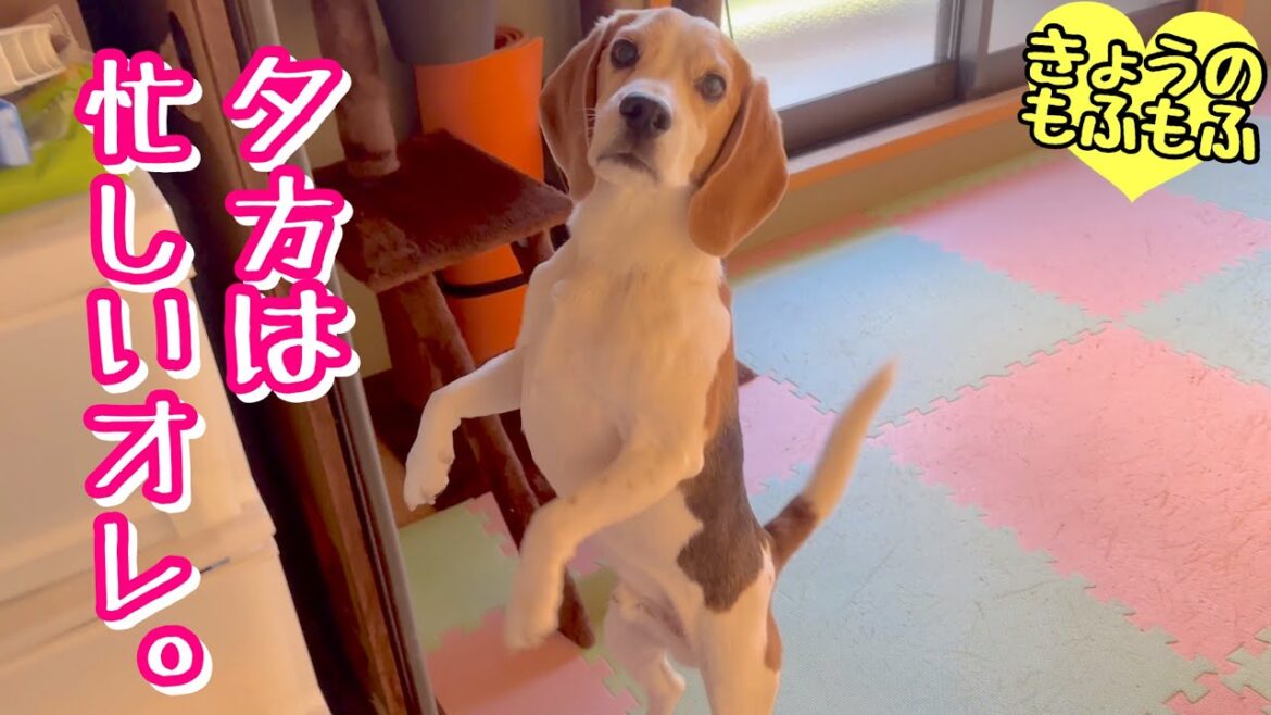 夕方は仕事に遊びに大忙しの犬w【ビーグルさつきとポメと猫】