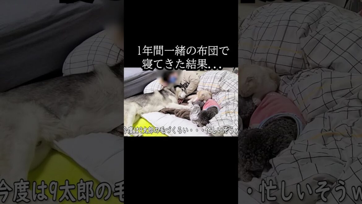 1年間一緒の布団で寝てきた結果こうなりました...
