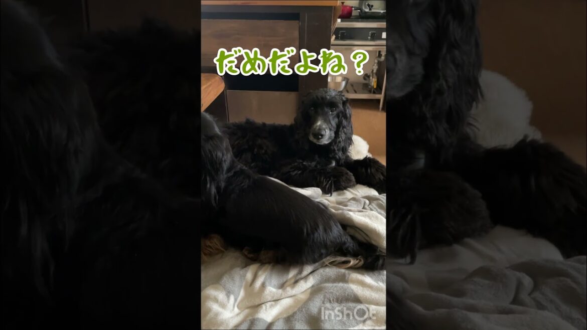 大胆な行動をするシニア犬にハラハラする弟犬