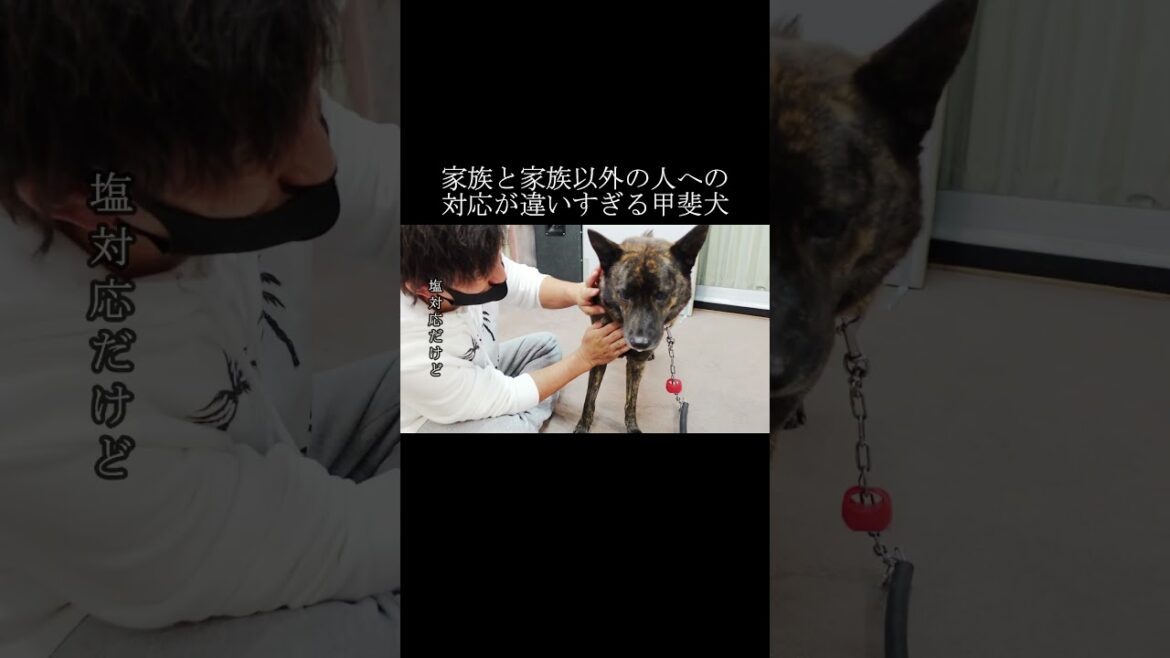 甲斐犬が生き別れた母犬と弟犬と一年ぶりに再会したら!?【甲斐犬・柴犬】 #shorts 甲斐犬が生き別れた母犬と弟犬と一年ぶりに再会したら!?【甲斐犬・柴犬】 #shorts