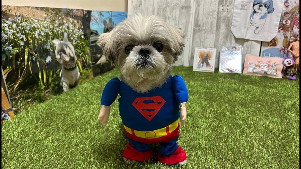 スーパーてんぽ出動! スーパーてんぽ出動!