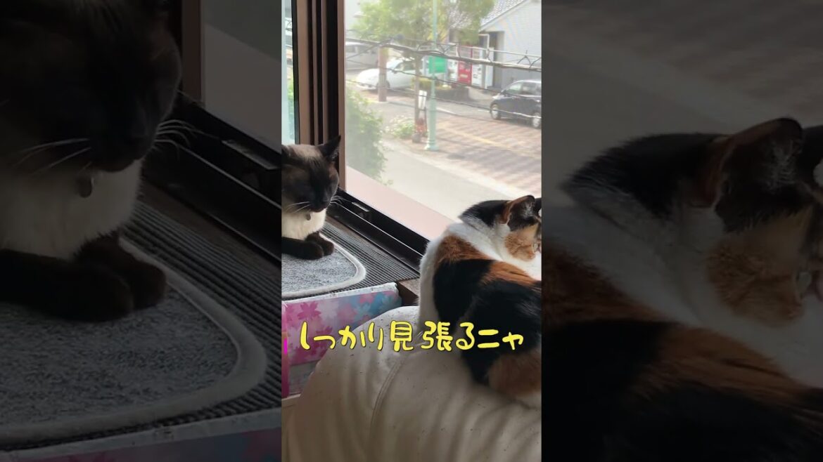 CS43二人仲良くニャルソック #猫動画 #三毛猫 #シャム猫ミックス #ニャルソック