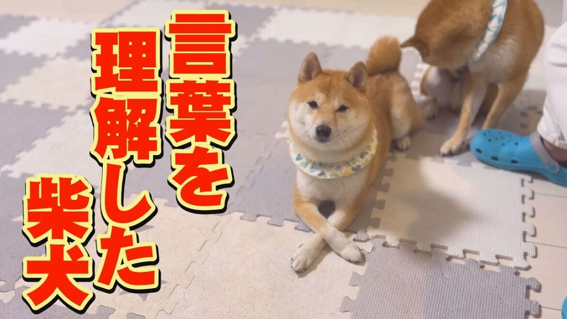 飼い主の言葉に、ツッコミを入れてくる柴犬・・・