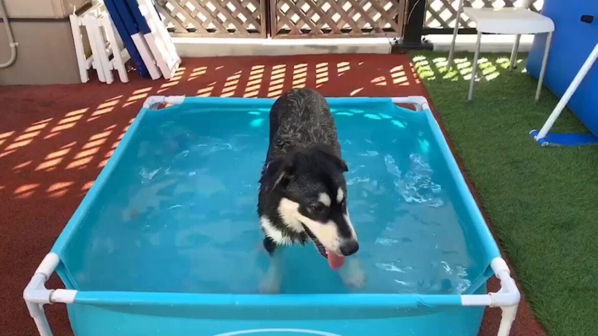 【泳げないけど…】楽しく水遊びするアラスカンマラミュート 【泳げないけど…】楽しく水遊びするアラスカンマラミュート