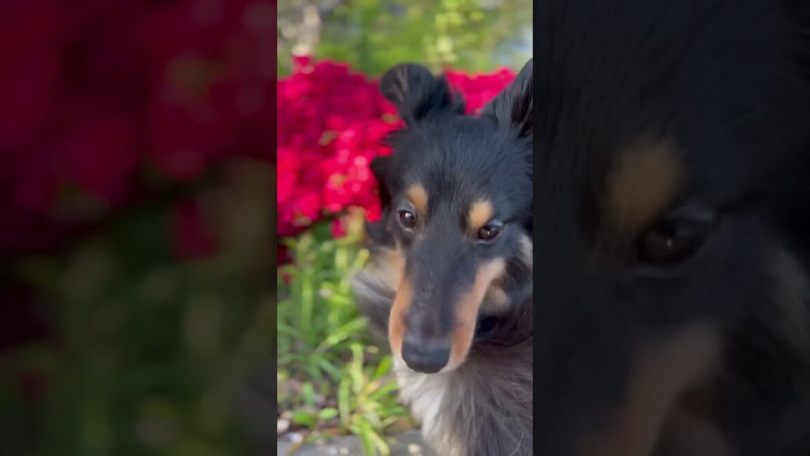 A scene from spending time with Bodhi / Shetland Sheepdog