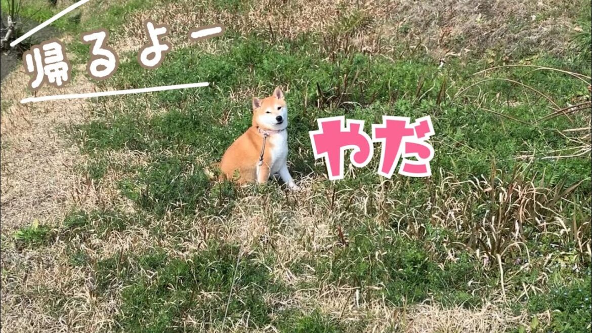 動きたがらない柴犬に「パパ帰って来るよ」と言ってみた
