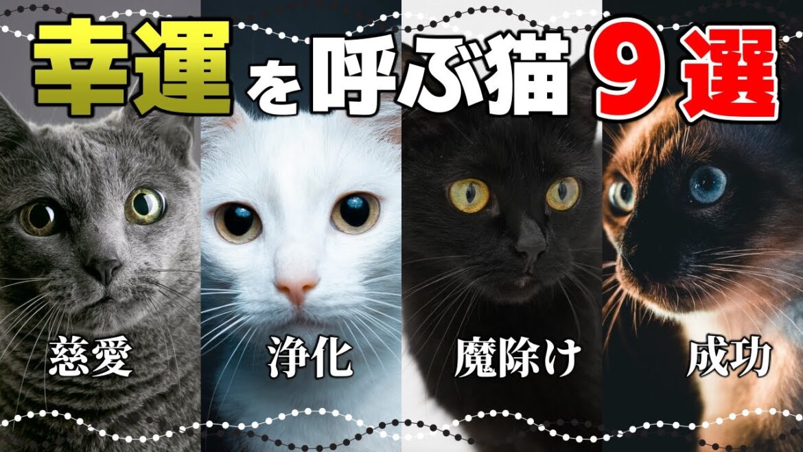 猫は幸せを招く!猫の毛色や模様のスピリチュアルな意味9選 猫は幸せを招く!猫の毛色や模様のスピリチュアルな意味9選