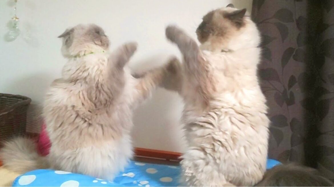 これが噂の猫ボクシングです【ヒマラヤン猫】