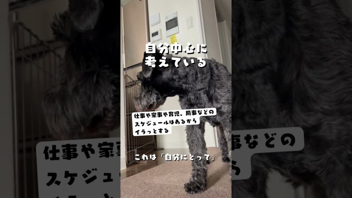 愛犬の行動にイラっとする場合ってぶっちゃけあります？｜犬ラブ
