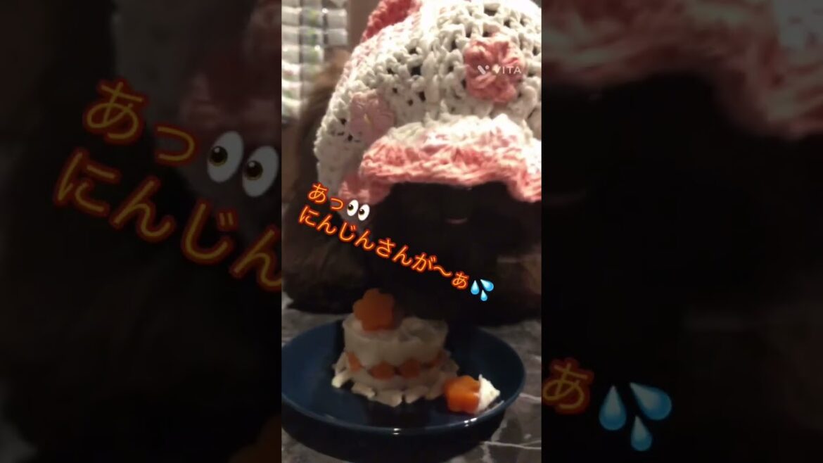 #アメリカンコッカースパニエル　#アメコカ　#誕生日　#1才