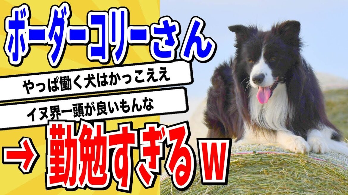 【2ch動物スレ】ボーターコリーの仕事ぶり→凄まじすぎると話題にw