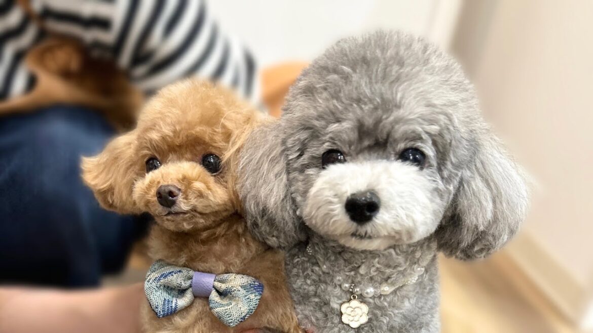 空気を読める犬たちが偉くてかわいすぎるｗ【トイプードルのコロン】