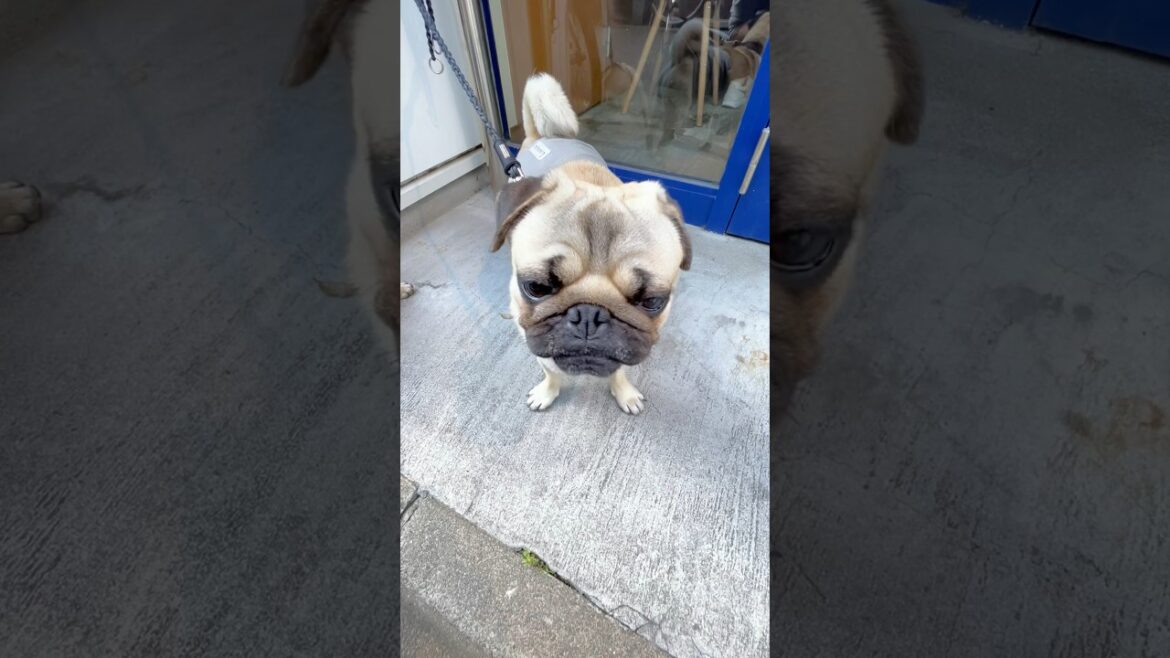 [パグ]歩き疲れた犬🐶 (dog tired from walking) #shorts