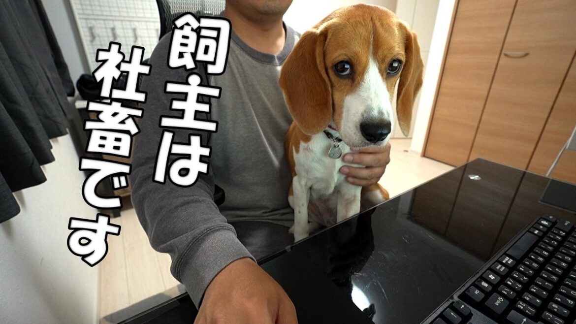 ビーグル犬がいる家で仕事をするとこうなります