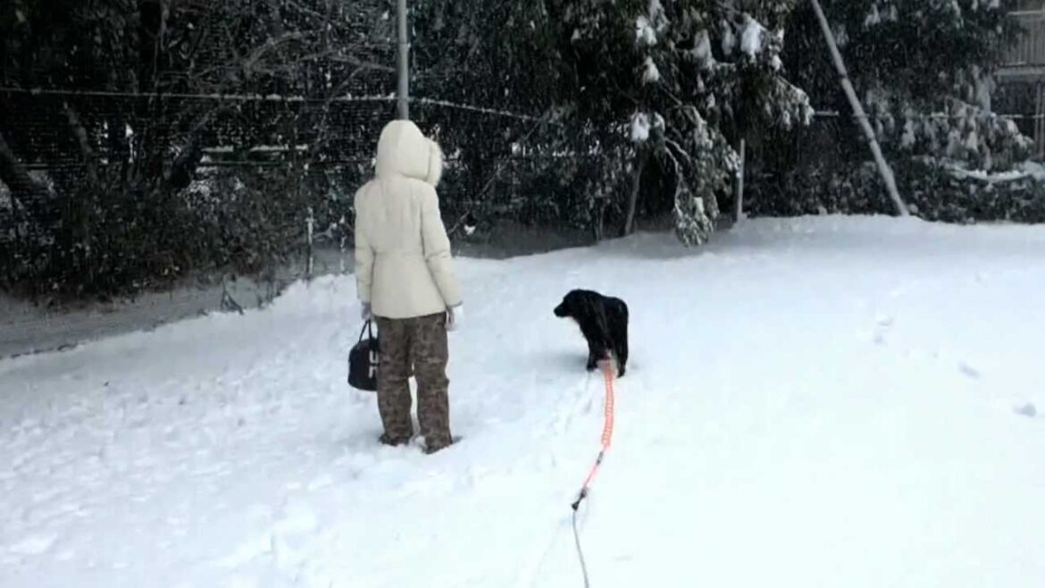 鷺沼公園と雪とフラットコーテッドレトリーバー