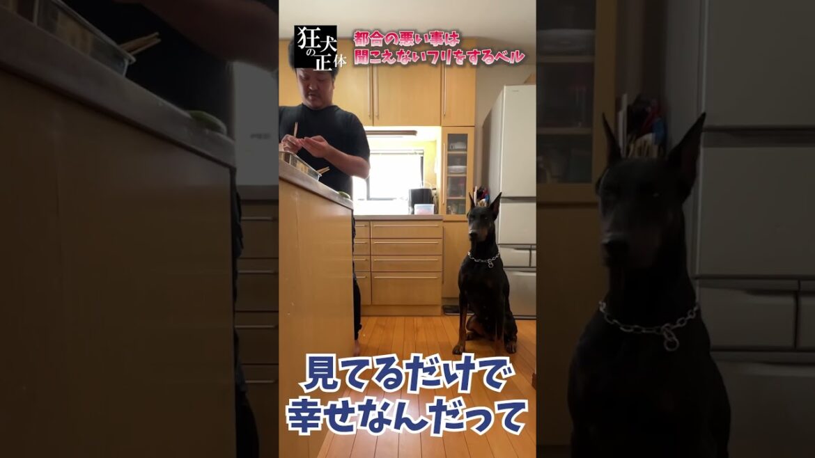 貰えないとわかった瞬間コロッと態度を変えるドーベルマン