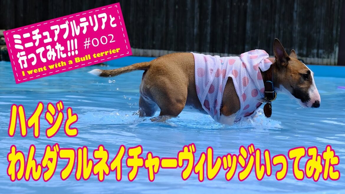 ［ブルテリア］Miniature Bull Terrier  ハイジとわんダフルネイチャーヴィレッジいってみた