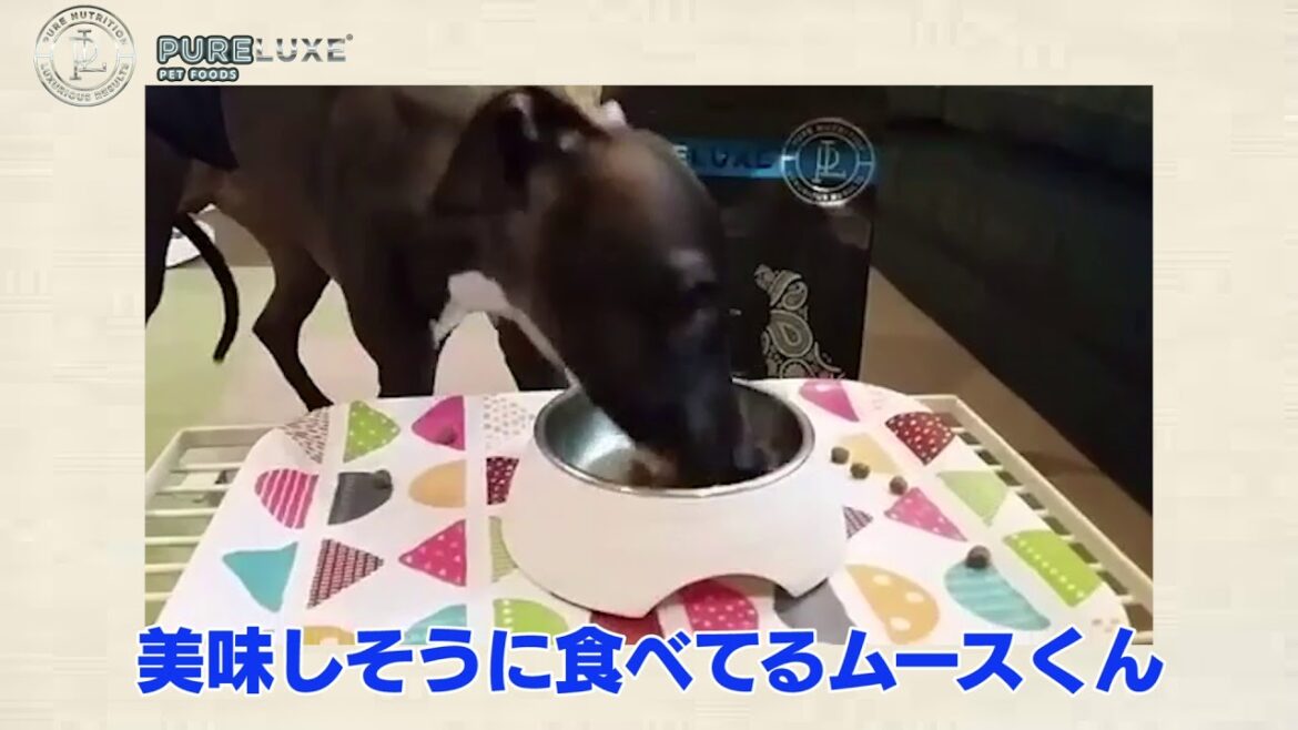 【イタリアングレーハウンド】食いしん坊のムース君【ワンニャン×ピュアラックス】