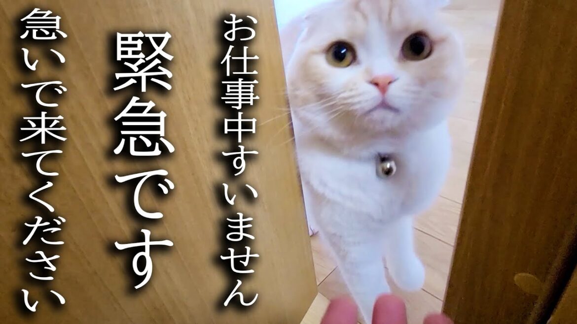 大変なものを見つけて知らせに来た子猫について行ってみた結果...