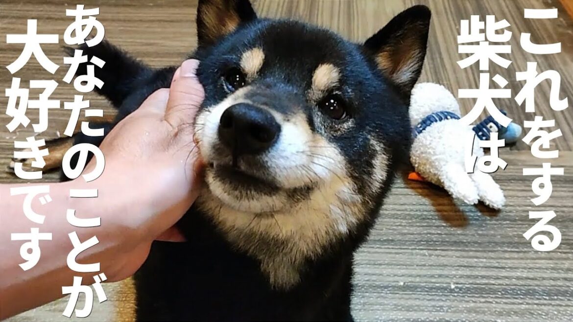 柴犬は本当に好きな人にだけこれをします。【黒柴犬】【shiba inu】【豆柴】