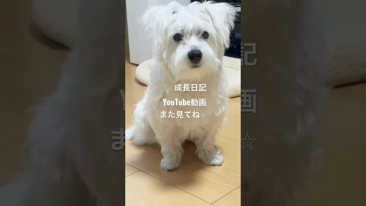 おもちゃが欲しい子犬　待ってます⭐︎