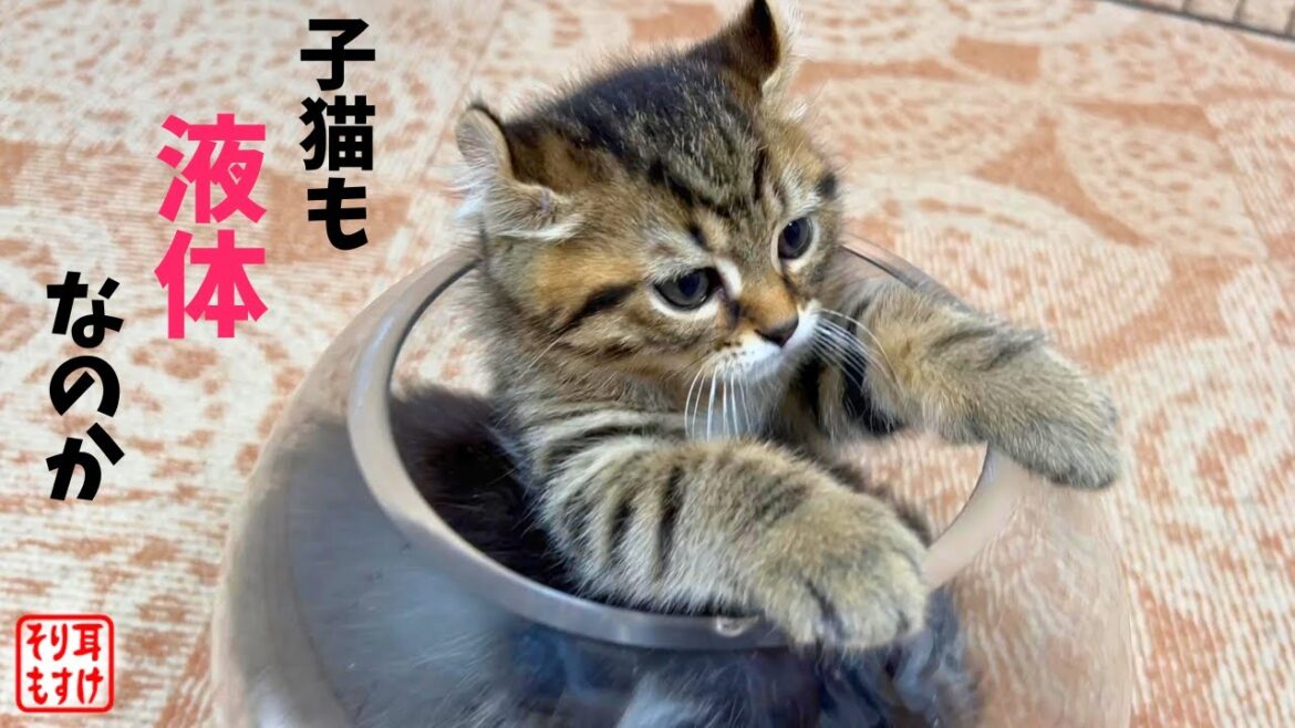 子猫も液体なのか検証してみたらまさかのこうなりましたw【猫は液体】 子猫も液体なのか検証してみたらまさかのこうなりましたw【猫は液体】