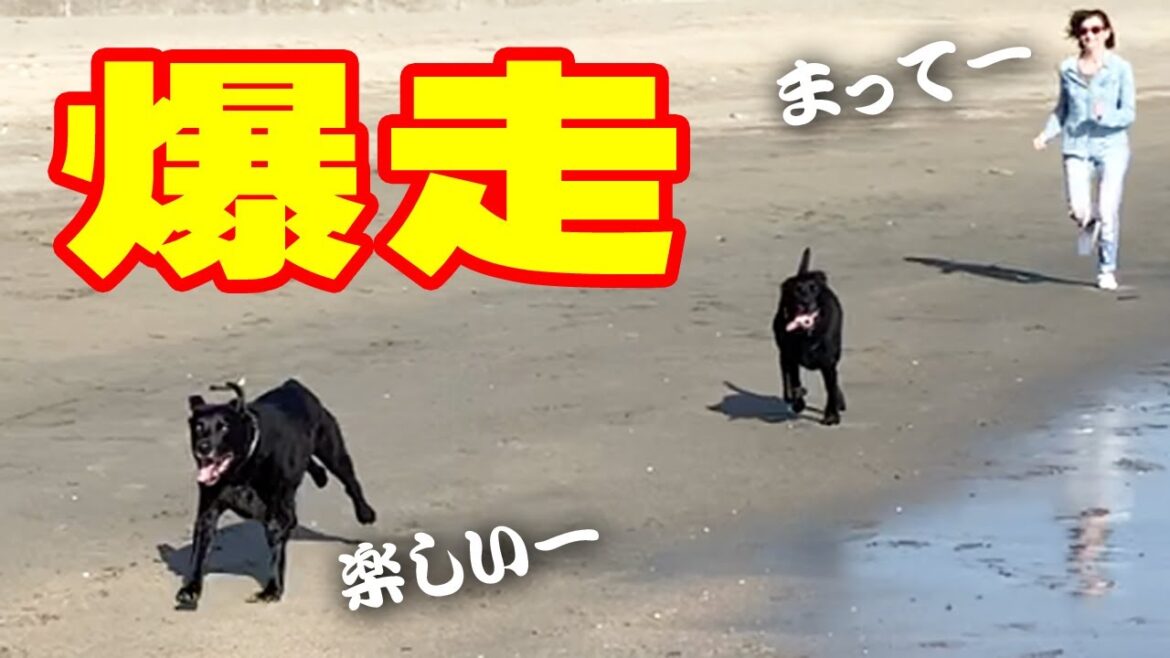 しつけを無視して海散歩を満喫するラブラドールレトリバーが可愛い