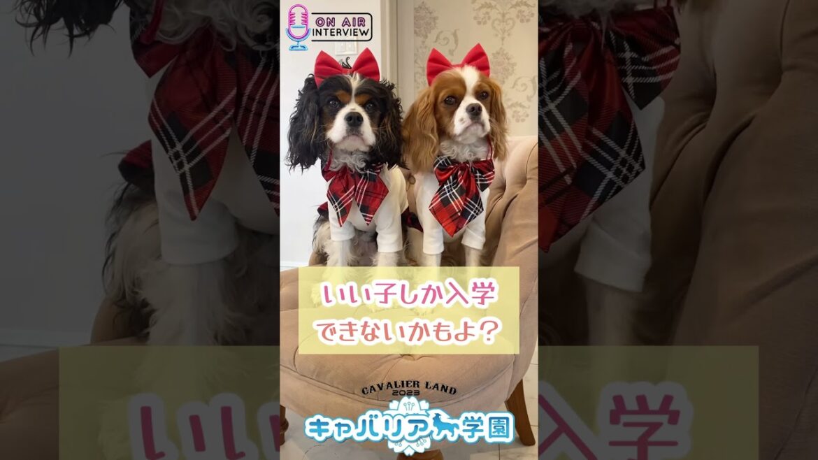 【キャバリアランド🎪】キャバリア学園に入学希望‼️果たして入学できるのか⁉️