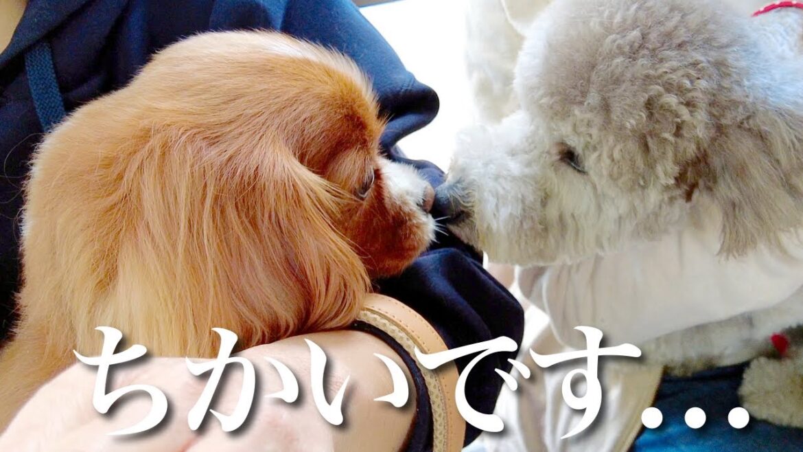【帰省vlog】キャバリアに会えて桜も見れてママの友達と犬連れランチした盛岡のGW