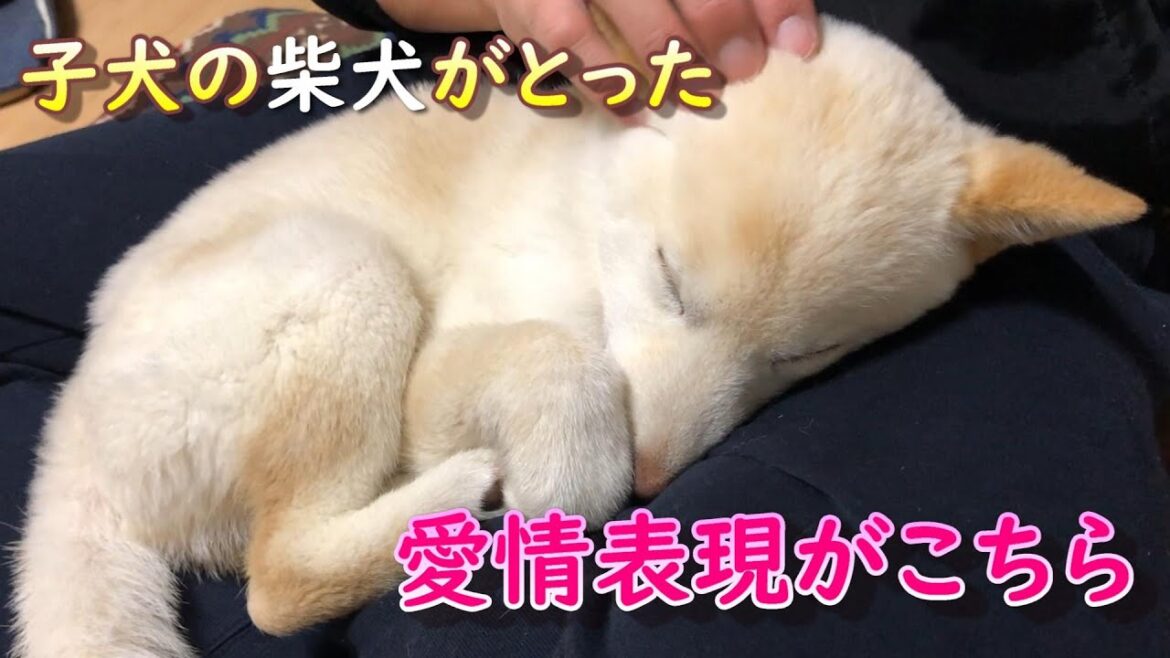 子犬の柴犬が本当に幸せだったかを見返したら愛情表現が可愛すぎました！