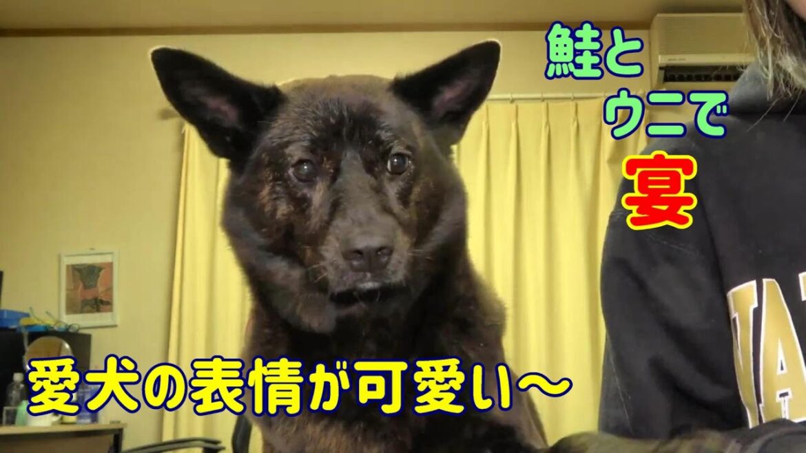サケとイクラで宴-　甲斐犬いち