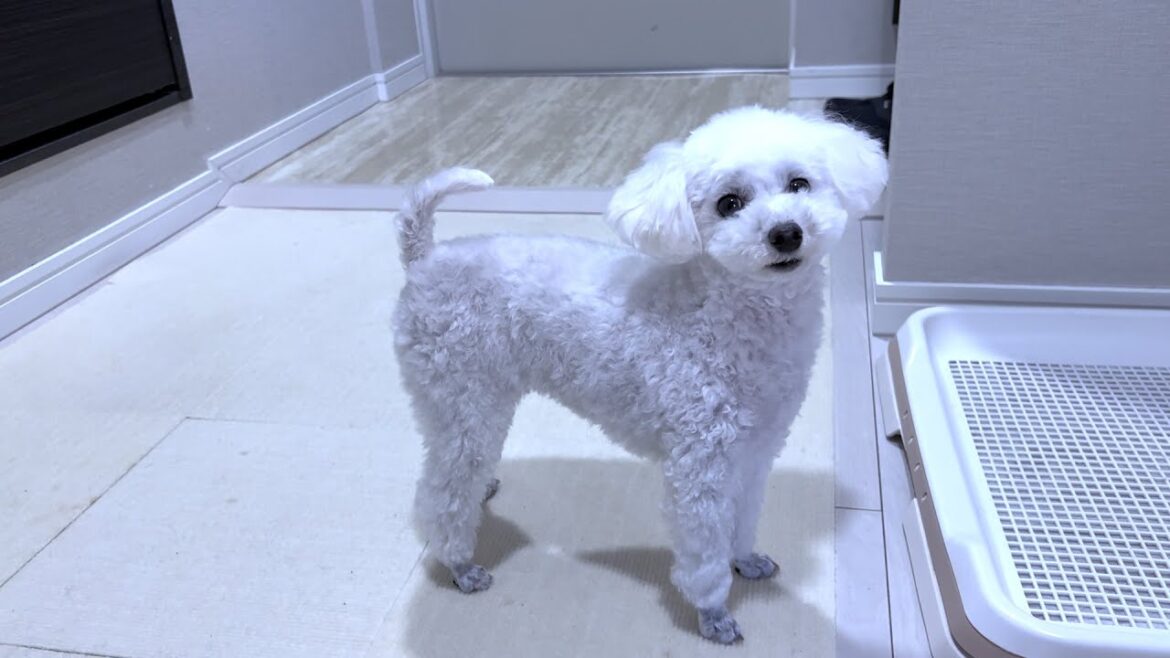 【非常事態】愛犬の態度が異常でした