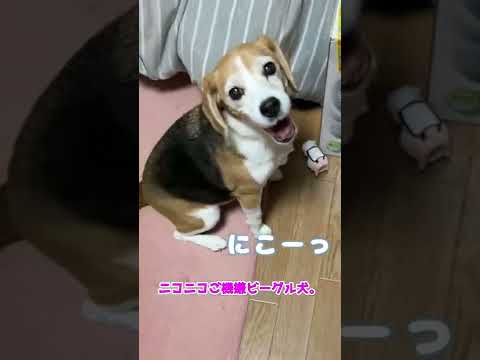 【保護犬】にっこりビーグル犬。【Beagle Dog】 【保護犬】にっこりビーグル犬。【Beagle Dog】