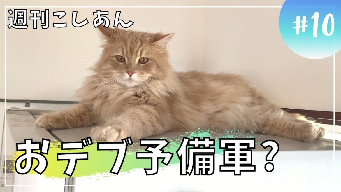 【週刊こしあん10】小さかった子猫がおデブ予備軍！？【サイベリアン・多頭飼い】