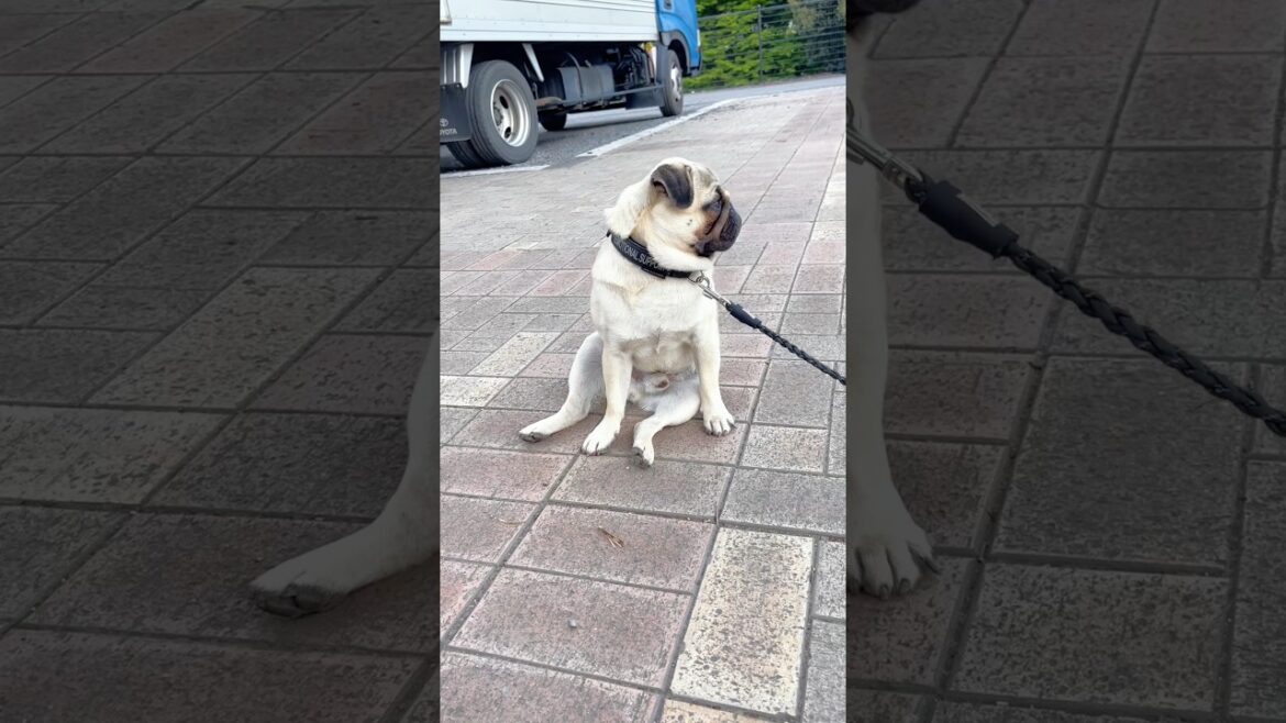 [パグ]電池が切れた犬🐶🪫 (low battery dog) #shorts