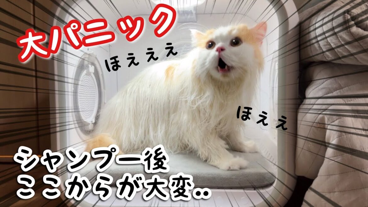 シャンプー後のドライヤーで愛猫が聞いた事ない声で喋り始めました汗 シャンプー後のドライヤーで愛猫が聞いた事ない声で喋り始めました汗
