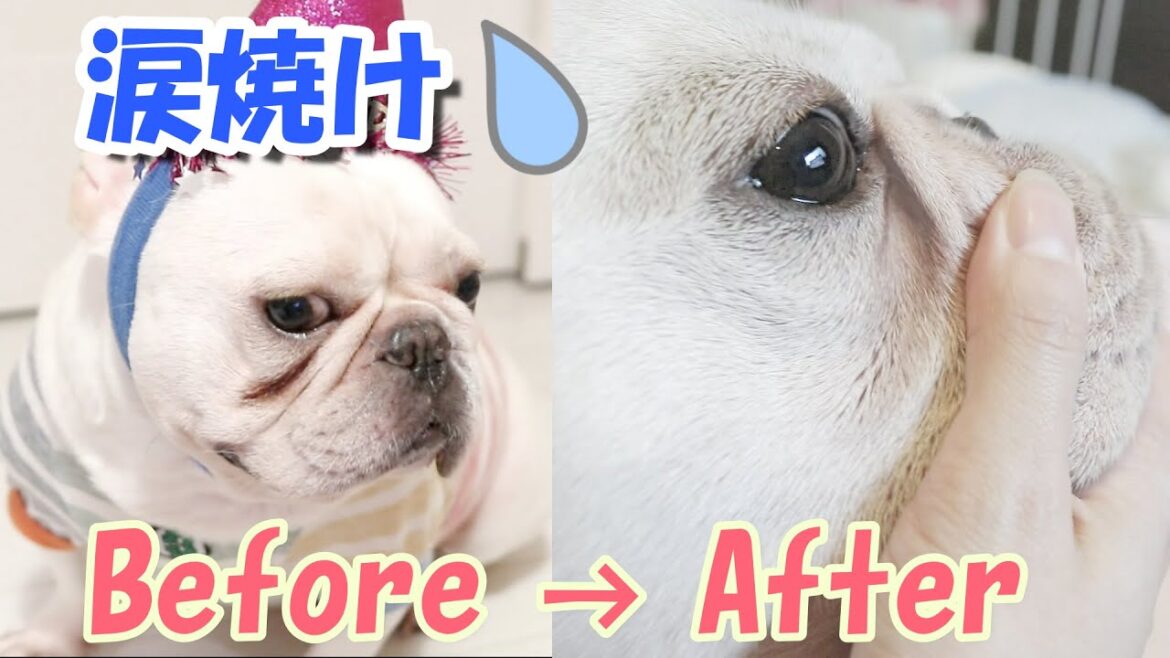涙焼けを改善させたのは激安のコレでした【フレンチブルドッグ frenchbulldog】
