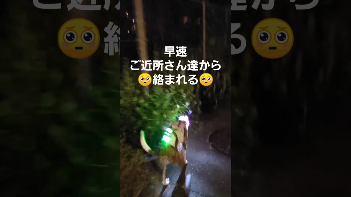 変なおじさん。荒ぶりまくる。おりこうイッヌ。ウィペットのカイトちゃん。だっふんだ。 Whippet Dog KAITO Weird Old Man FUKUOKA JAPAN.