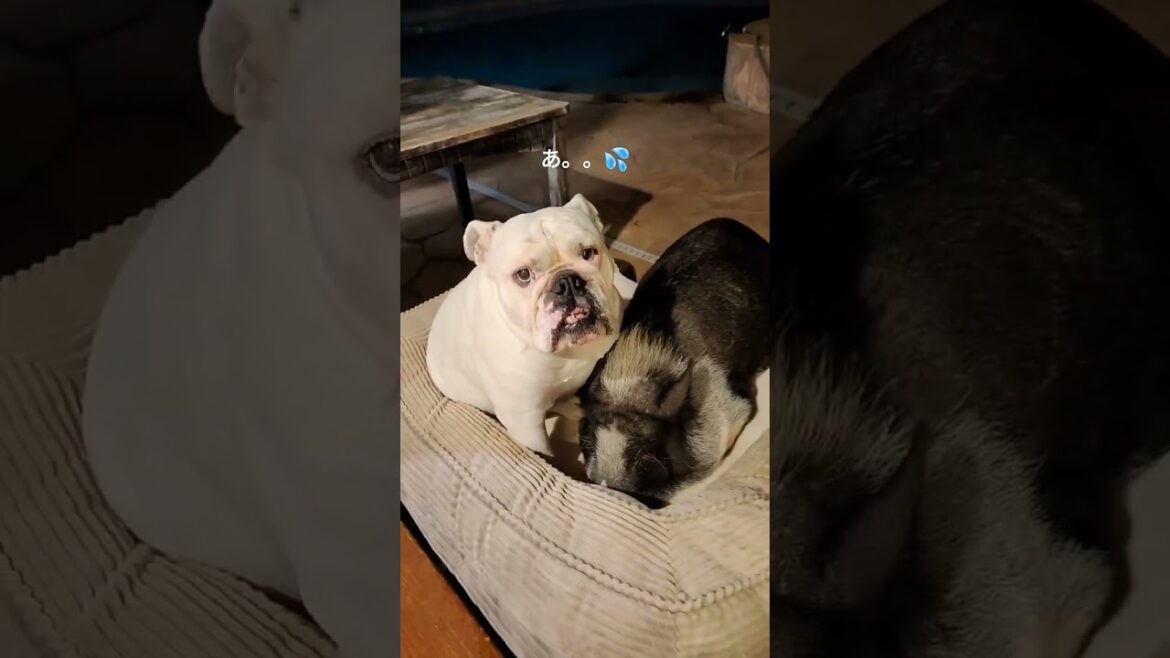 #short #deaf ツンデレな犬 #piggy #ハワイ #ブルドッグ #bulldog #short #dog